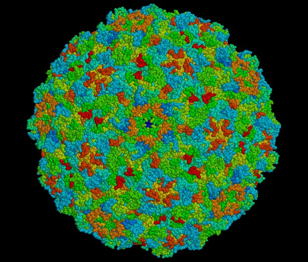 senecavirus-edited